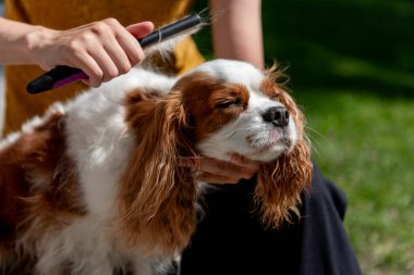 Güneşli bir günde üç renkli süvari kralı Charles Spaniel 'i tarayan, uzun, ipek ceketli köpeklere bakan bir adam..