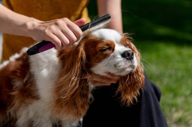 Güneşli bir günde üç renkli süvari kralı Charles Spaniel 'i tarayan, uzun, ipek ceketli köpeklere bakan bir adam..
