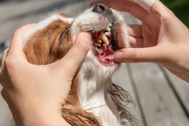 Güneşli bir günde bir Cavalier Kralı Charles Spaniels 'in ağzını temizleyen, hayvan hijyeni ve ağız bakımını destekleyen birinin yakın çekimi..