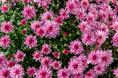 Arka plan olarak güzel pembe kasımpatı. Sonbaharda kasımpatı.