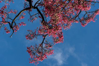 Ceiba Specosa çiçek açan ağacı, parlak pembe çiçekleri ve dalları ile berrak mavi bir gökyüzüne karşı, güneşli bir parkta açan süslü ipek diş ipi ağacı..