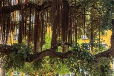 Ficus microcarpa banyan ağacı, uzun hava kökleri ve yoğun yeşil yapraklarıyla, yemyeşil bir subtropikal bahçede egzotik bir doğal orman atmosferi yaratır..