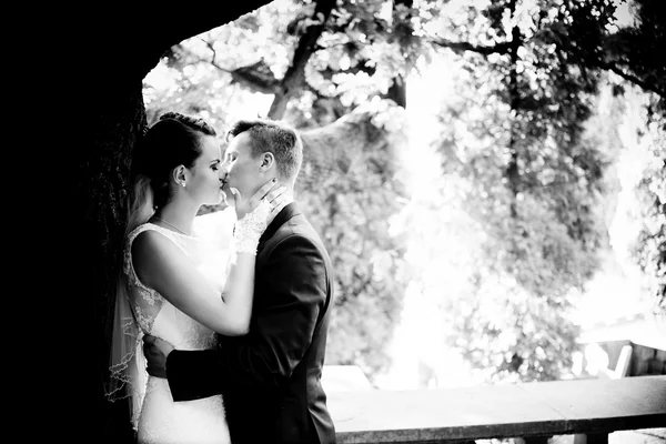 Les jeunes mariés s'embrassent sous l'arbre — Photo