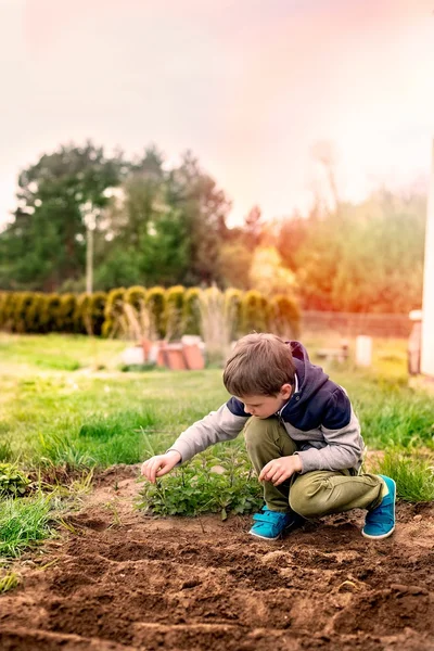 Niño siembra verduras en el jardín casero . — Foto de Stock