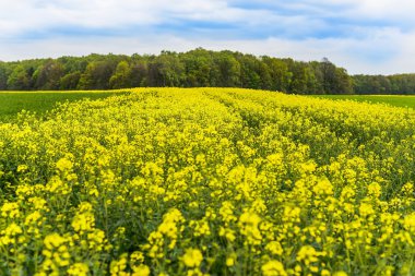 Yağ tohum tecavüz alan Polonya, Silezya.