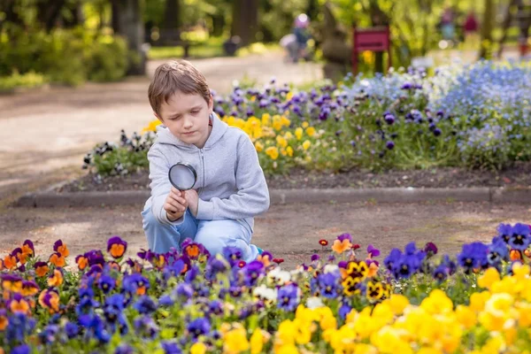 Niño de 7 años mira las flores de colores —  Fotos de Stock