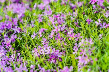 Güzel Mor Çiçekler