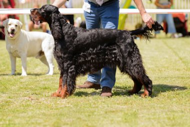 Genç köpek köpek gösterisi sırasında