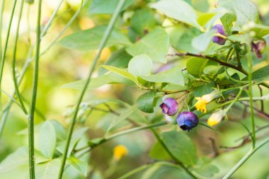 Çalının üzerinde olgun yaban mersini.