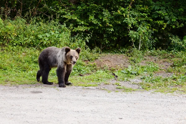 Mladý medvěd na parkování poblíž forest. — Stock fotografie