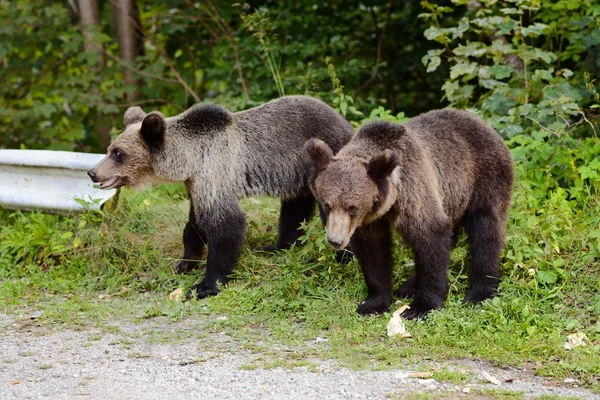 Due giovani orsi sul parcheggio vicino alla foresta . — Foto Stock