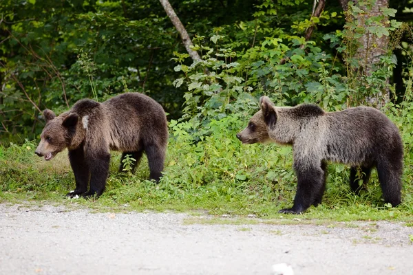 Due giovani orsi sul parcheggio vicino alla foresta . — Foto Stock