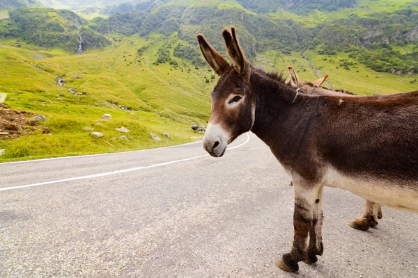 Funny donkey on road — Stock Photo, Image