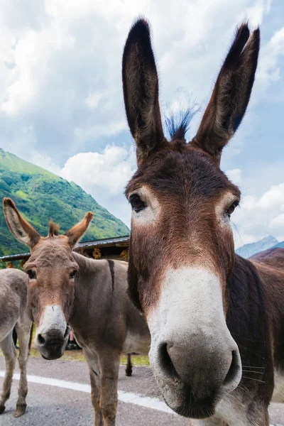 Lustiger Esel unterwegs — Stockfoto