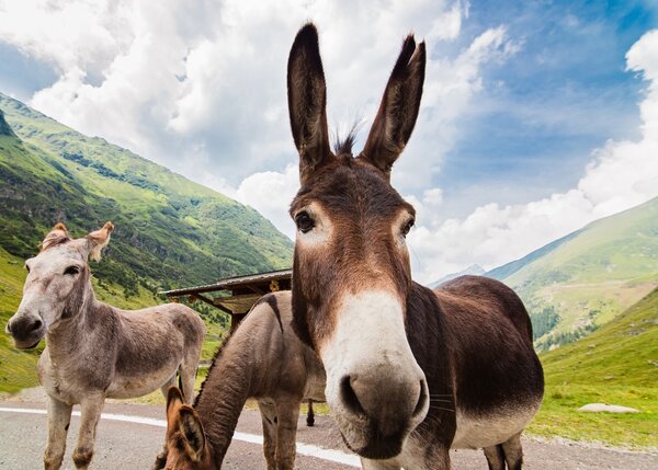 Funny donkey on road