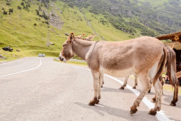 Rolig åsna på väg — Stockfoto