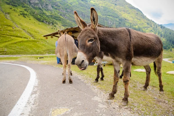 Funny donkey on Transfagarasan Road — Stock Photo, Image