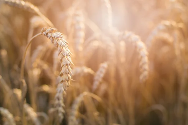 Campo de trigo en la tarde soleada — Foto de Stock
