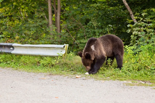 숲에서 온 젊은 곰 — 스톡 사진