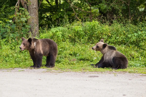 两只幼熊从林中出来 — 图库照片