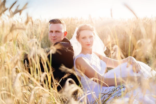 Noiva e noivo recém-casados posando no campo de trigo . — Fotografia de Stock