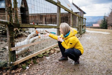 Sarı ceketli bir kadın turist aktif olarak vakit geçiriyor. Kırsaldaki bir çiftlikte kaz besliyor..