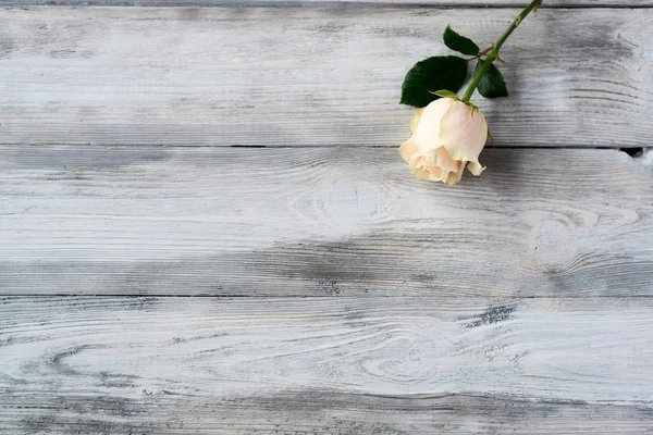 Old grey wooden floor with flower - rose — Stock Photo, Image