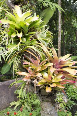 bromeliad bitkiler