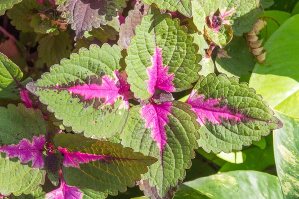 Coleus bitki