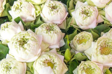 Bir Grup Lotus çiçekleri