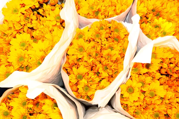 Bunches of yellow Chrysanthemums — Stock Photo, Image