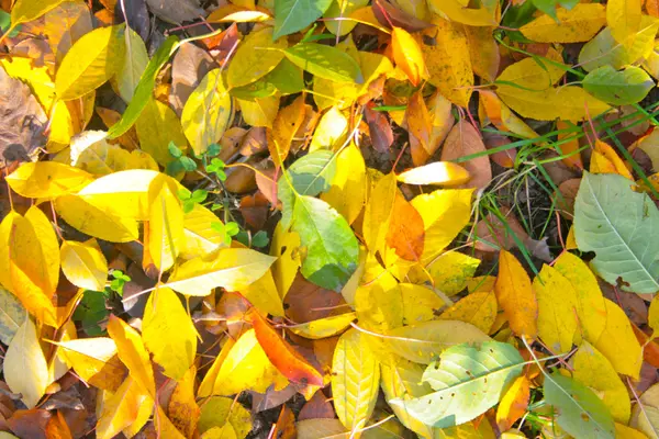 Foliage — Stock Photo, Image