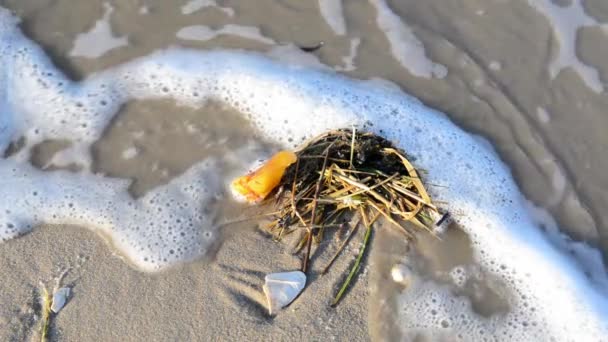 Amber on the beach — Stock Video