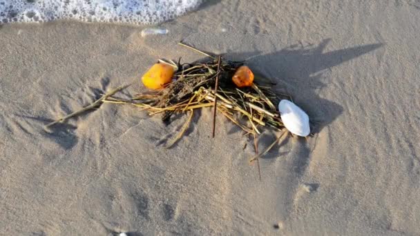 Янтарь на пляже — стоковое видео