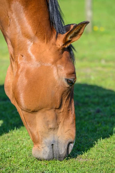 Caballo marrón sobre hierba verde — Foto de Stock