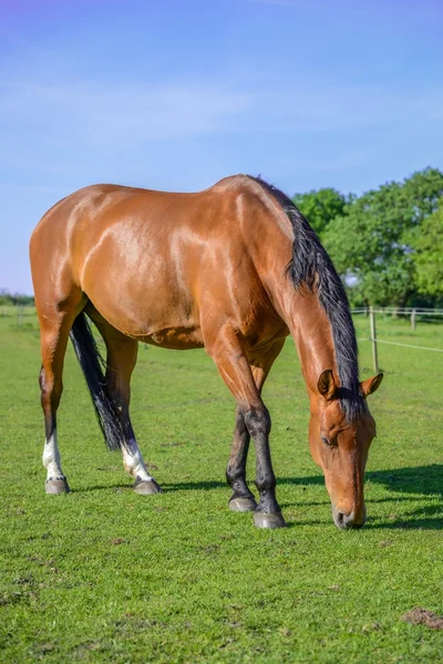 Bruin paard op groen gras — Stockfoto