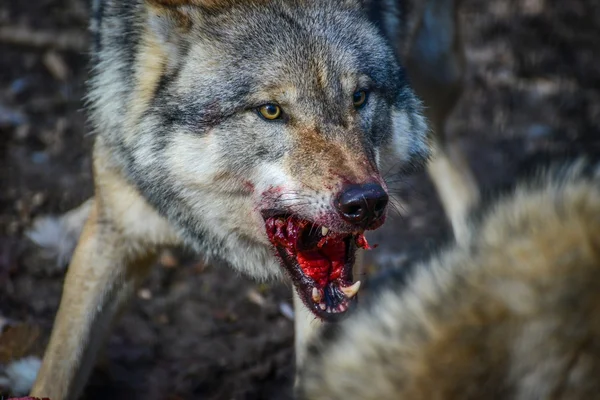 eating gray wolf in the forest