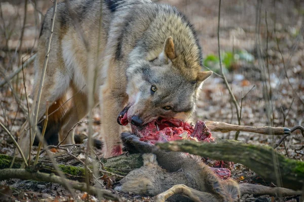 Comiendo lobo gris en el bosque —  Fotos de Stock