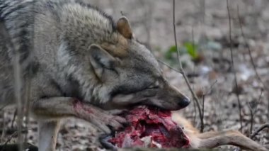 gri kurt ormanda yeme