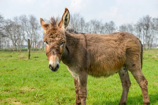 Brun donkey tittar på dig — Stockfoto