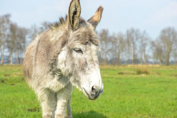 White donkey looking at you — Stock Photo, Image