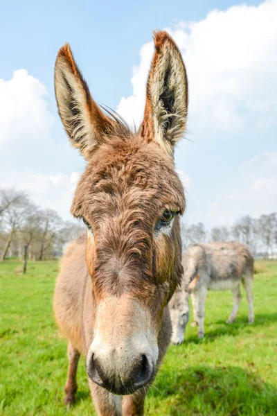 Brown donkey looking at you — Stock Photo, Image