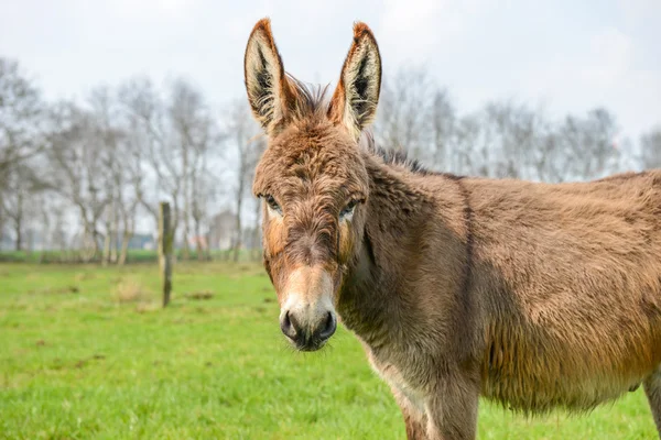 Brun donkey tittar på dig — Stockfoto