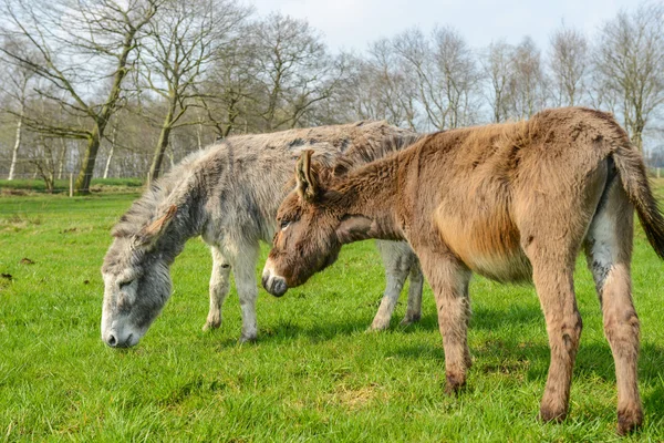 Weiße und braune Esel auf grünem Gras — Stockfoto