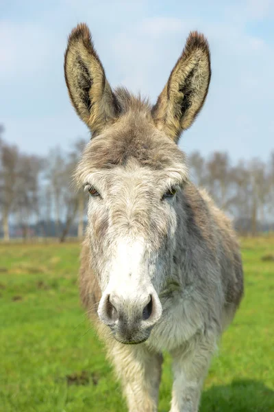 Burro branco olhando para você — Fotografia de Stock