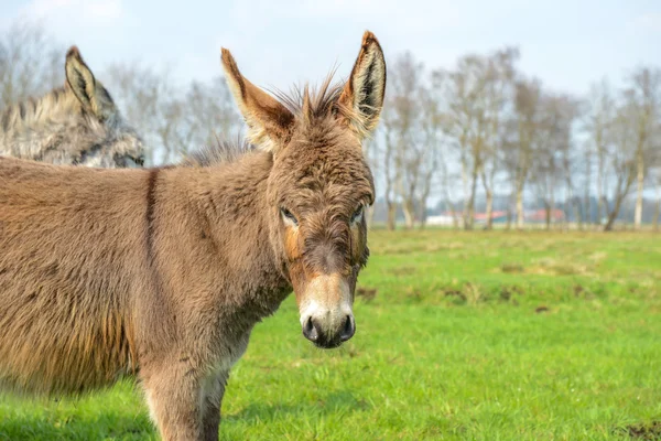 Burro a olhar para ti — Fotografia de Stock