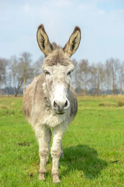 White donkey looking at you — Stock Photo, Image