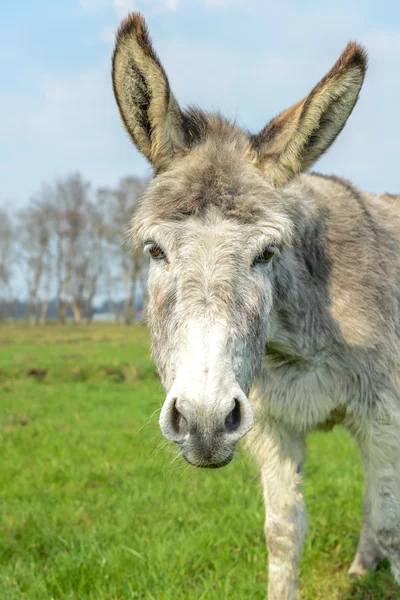 White donkey looking at you — Stock Photo, Image