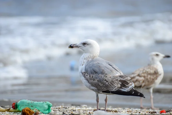 Naples beach üzerinde çöp arasında martı