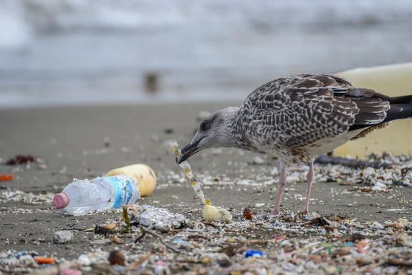 Gaivota entre lixo na praia em Nápoles — Fotografia de Stock